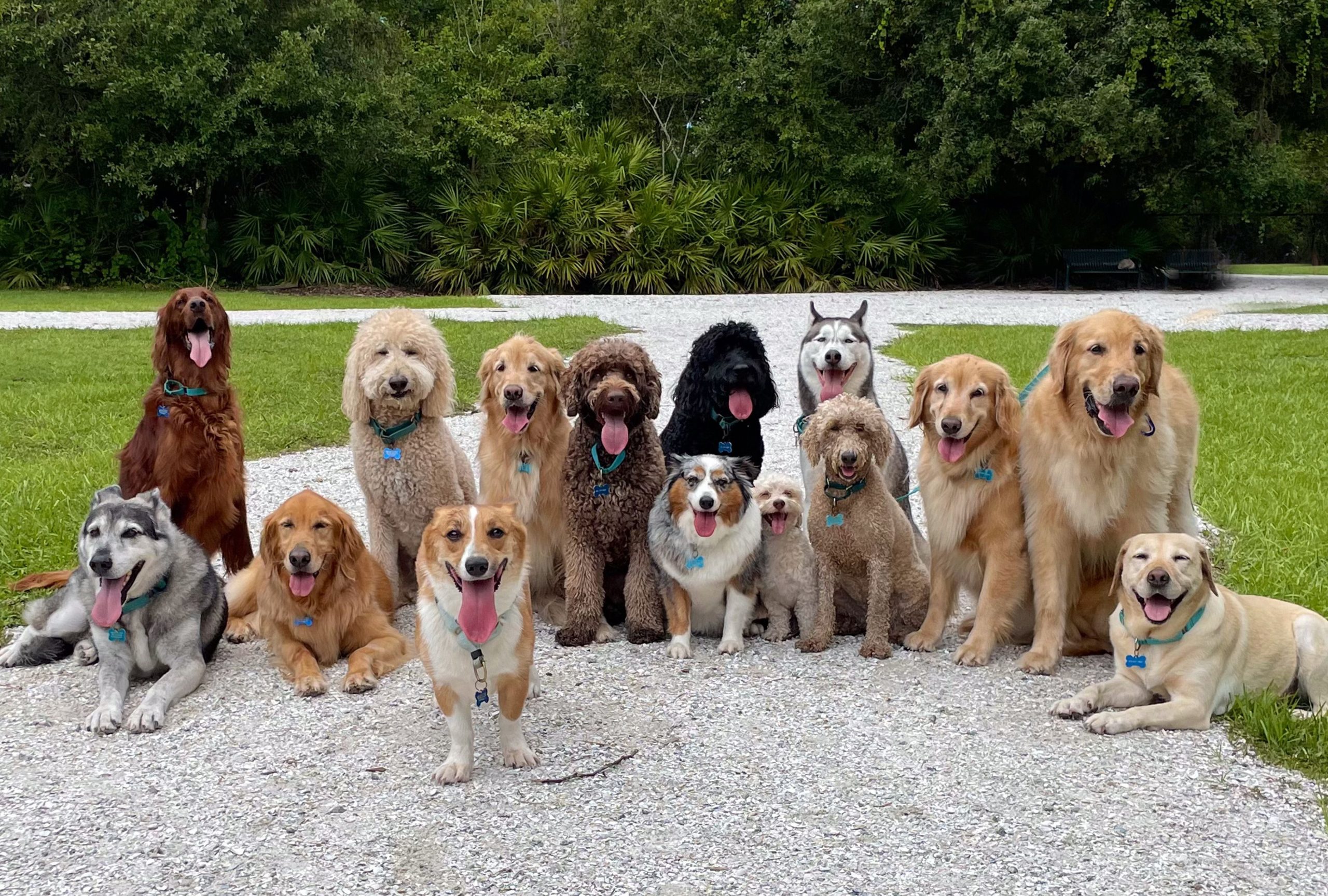 Breed Care Tips