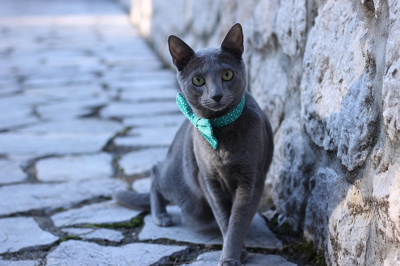Animal Behavior Insights